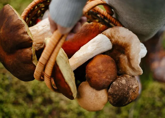 Růžová Pod Klínovcem Chalé Loučná pod Klínovcem